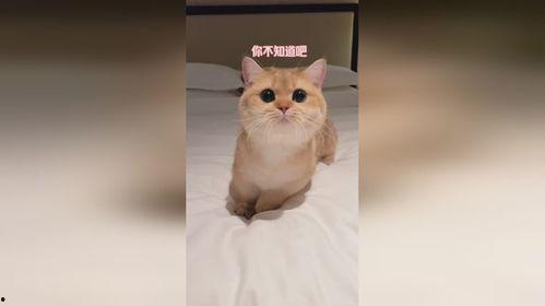 乖巧的小猫91版,温馨治愈的童年回忆