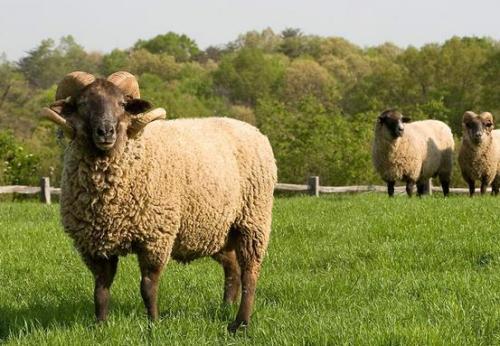 91年属羊男正缘是谁,探寻命中注定的另一半