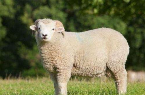 91年羊明年运怎样,91年羊年出生者明年运势全面解析